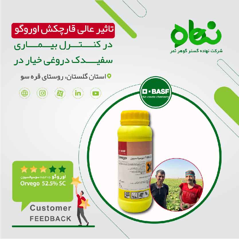  تاثیر عالی قارچکش اوروگو در کنترل سفیدک داخلی خیار